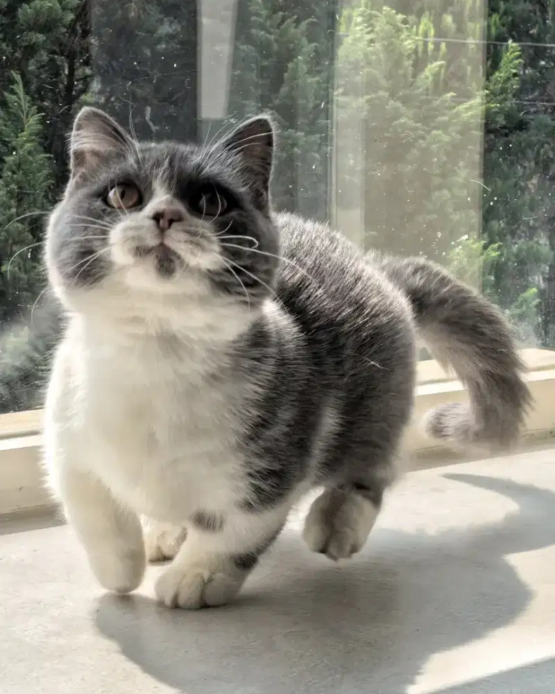 kucing munchkin brititish shorthair ( BSH ) jantan