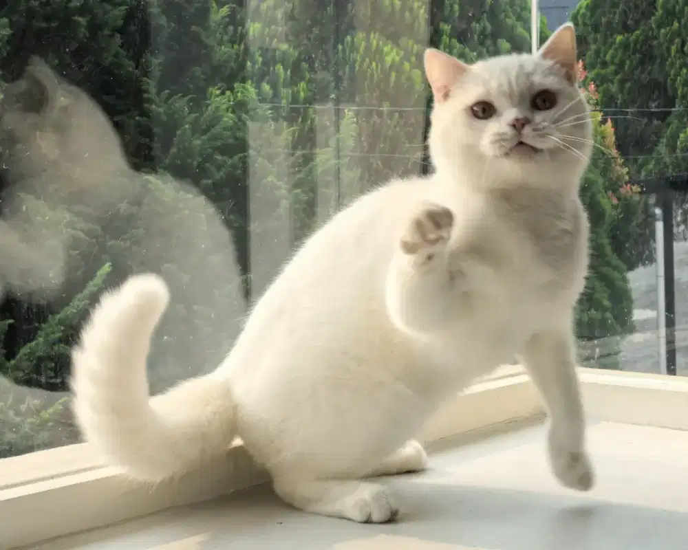kucing british shorthair jantan