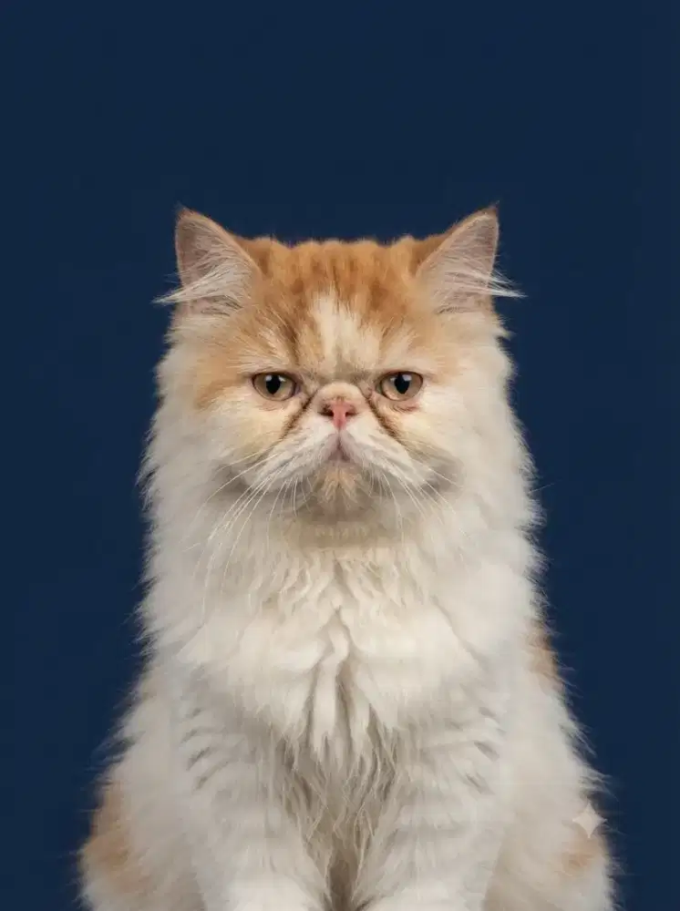 Lepas adop indukan peaknose