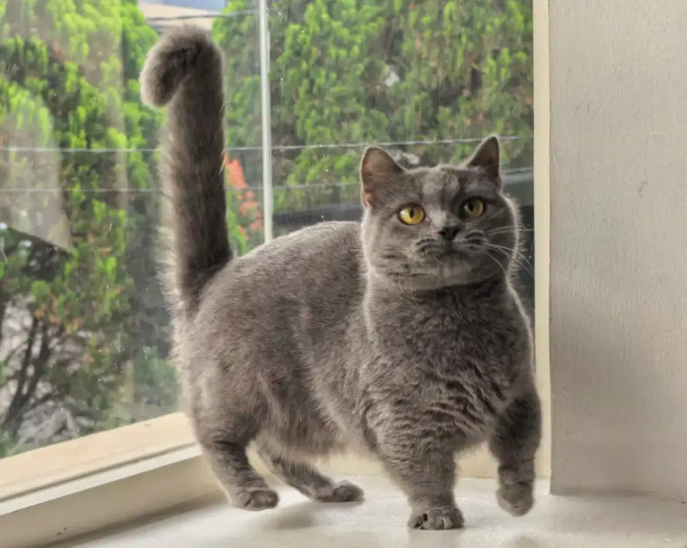 kucing munchkin brititish shorthair ( BSH ) jantan