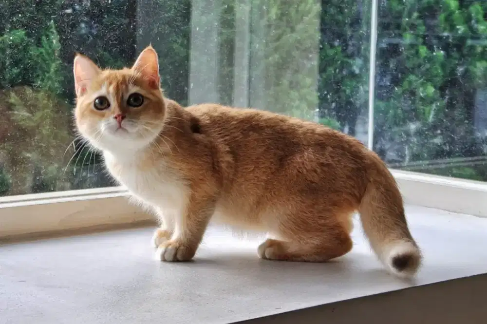 Kucing british shorthair jantan