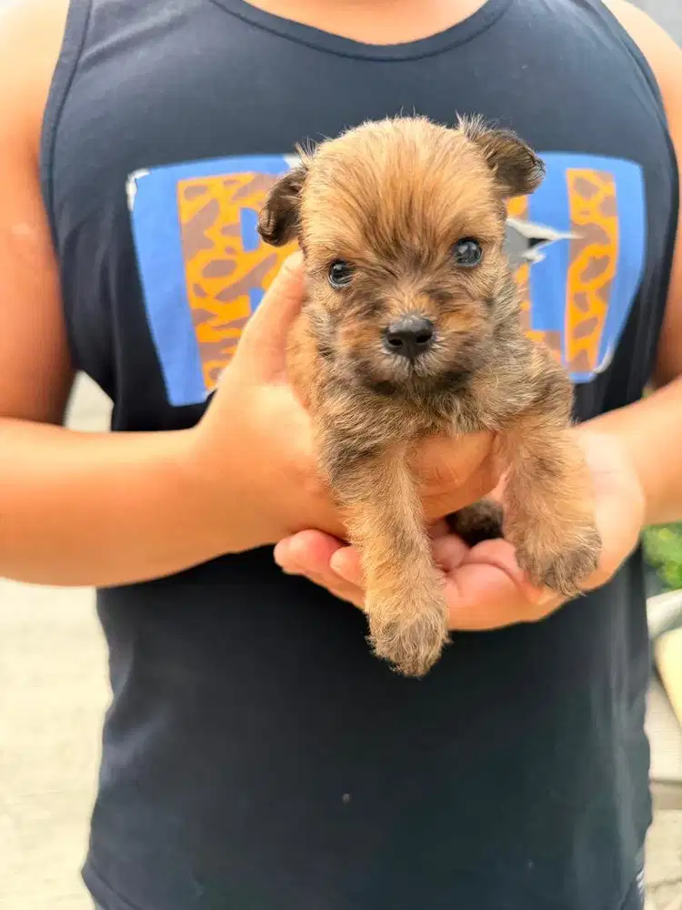 Anakan toy poodle mix breed cokelat