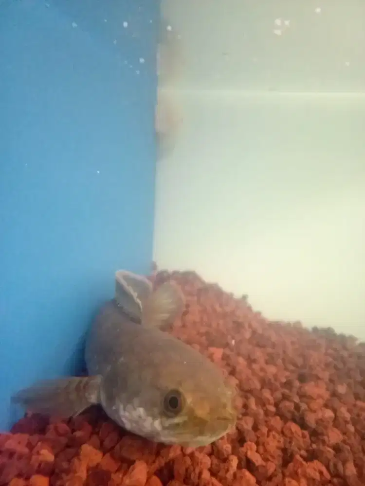 Channa Stewarti + Limbata 15cm