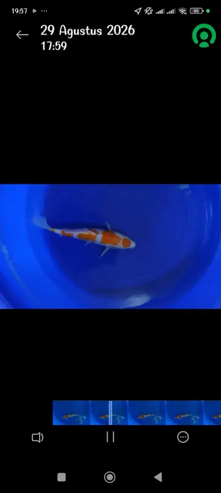 Ikan koi kohaku maruten
