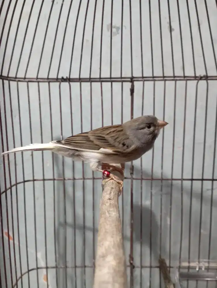 Burung kenari Starblue Gacor isian Cigun