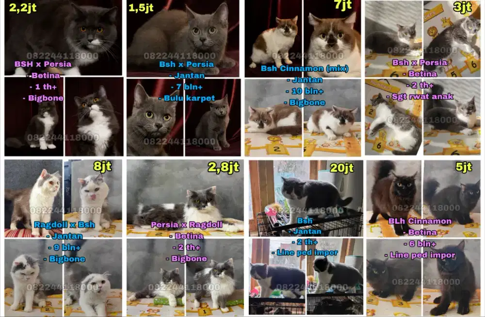 Kucing Bsh / British / Ragdoll / Persia
