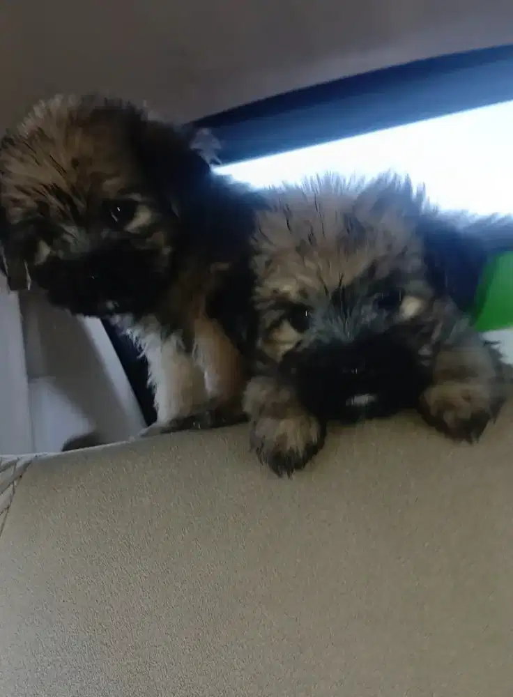 Anjing Betina puppy