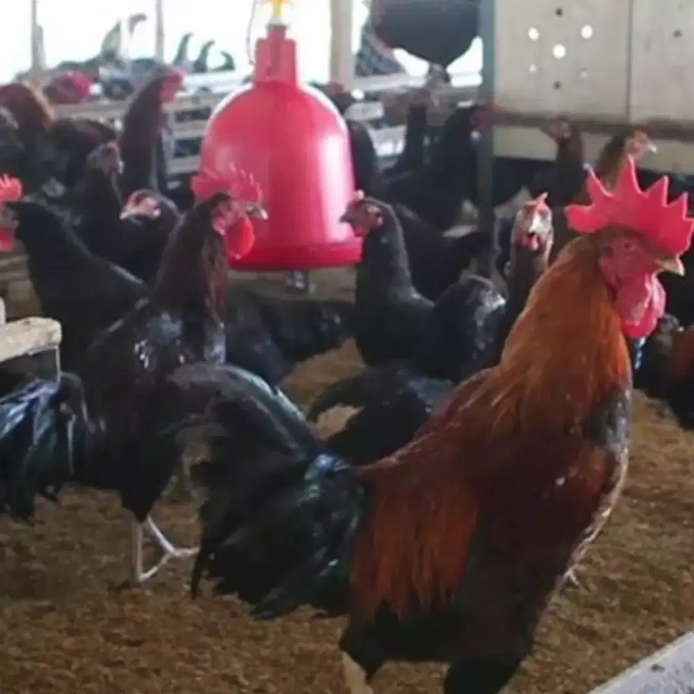 Ayam kampung remaja dewasa
