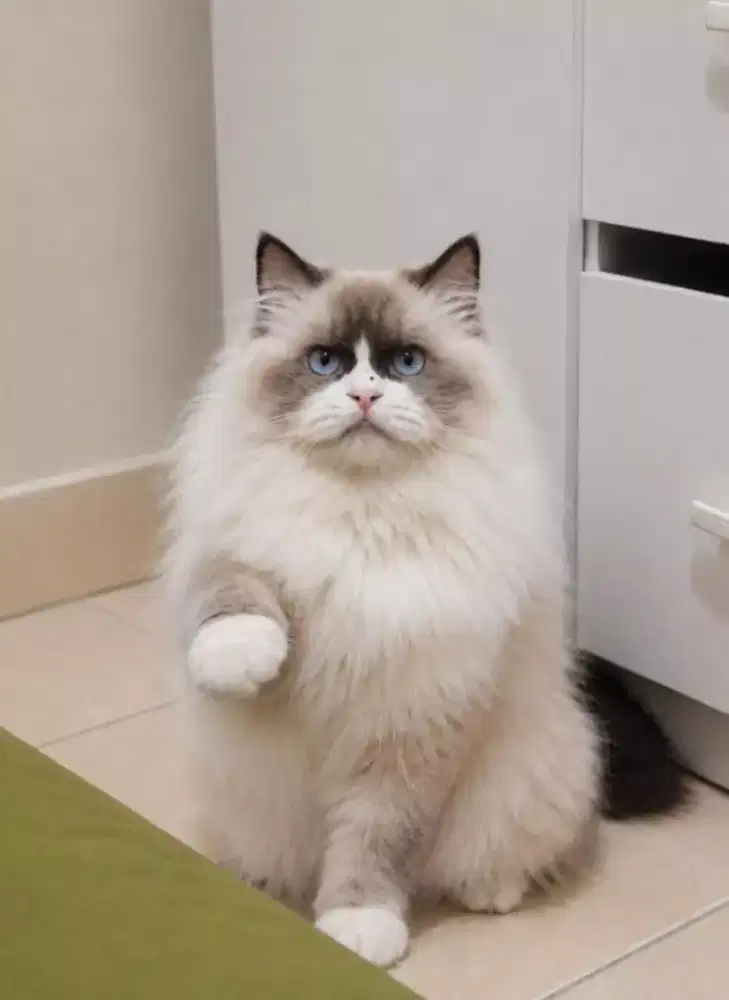 Ragdoll female line import cina