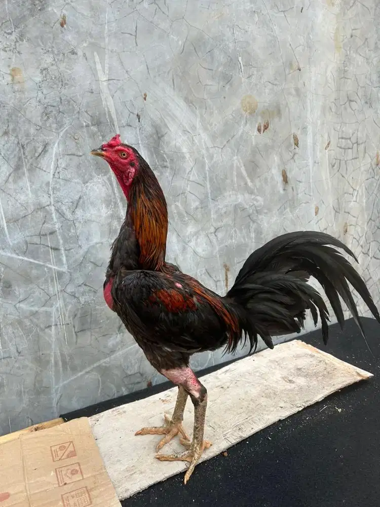 Ayam bangkok birma
