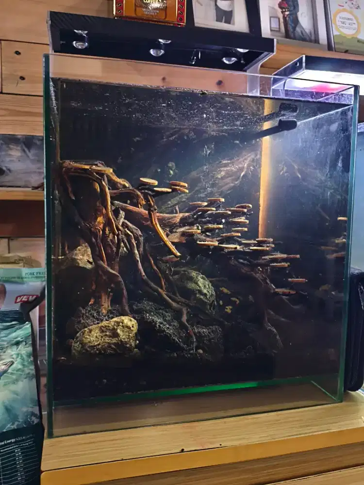 Aquarium Aquascape