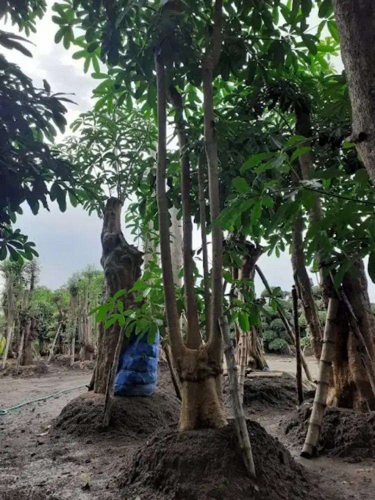 Pohon pelindung pohon pule dll