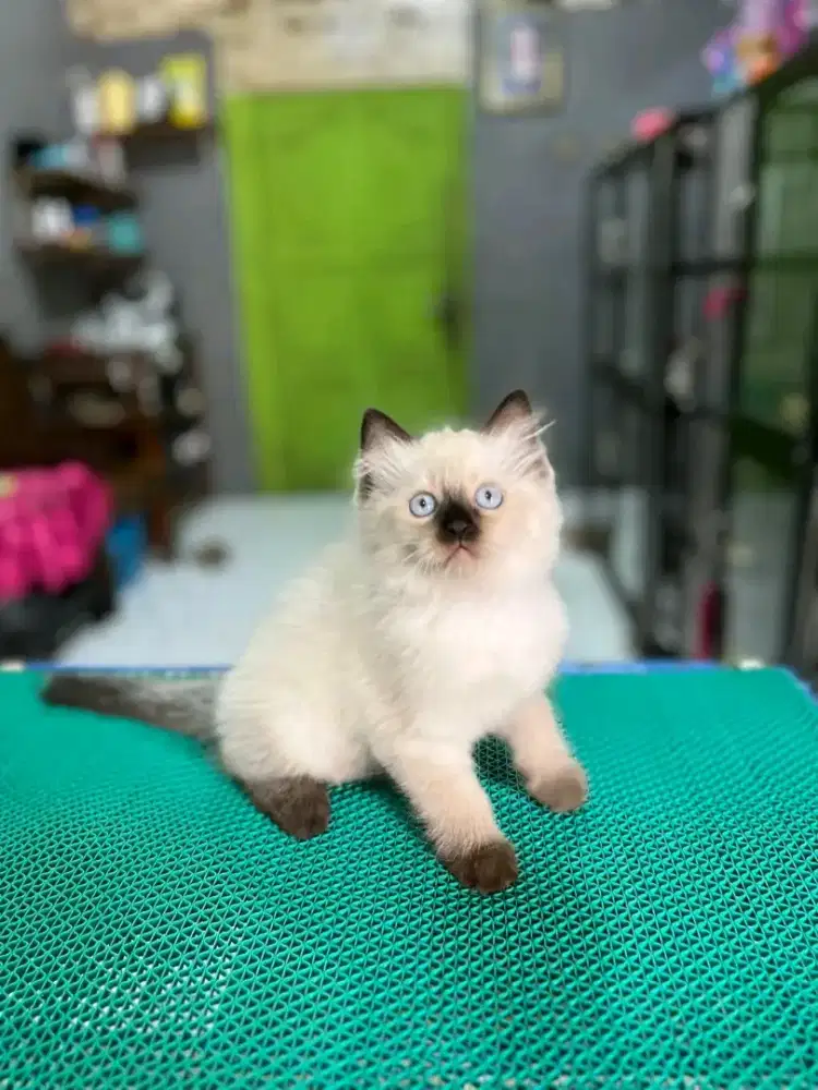 Kitten Himalaya