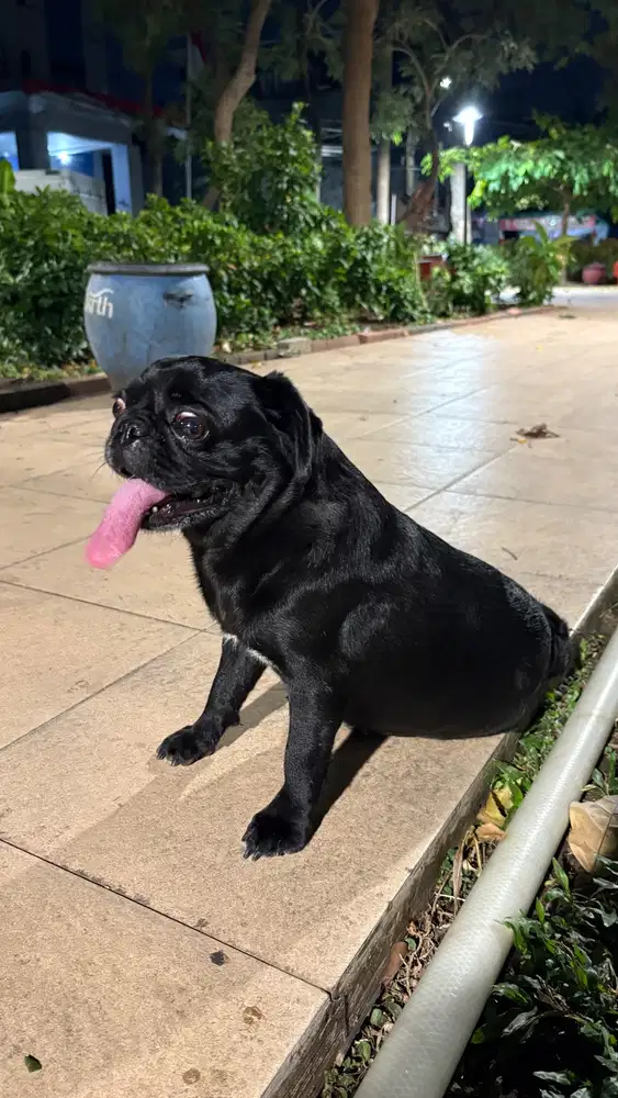 pug betina surabaya
