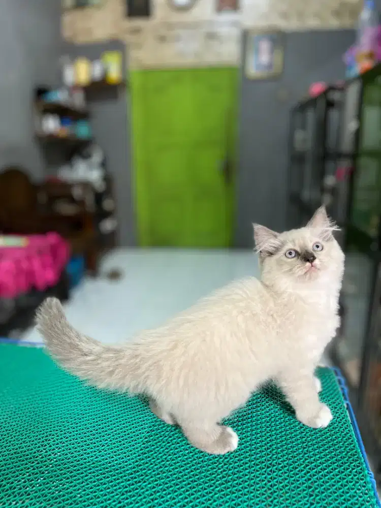 Kitten Himalaya