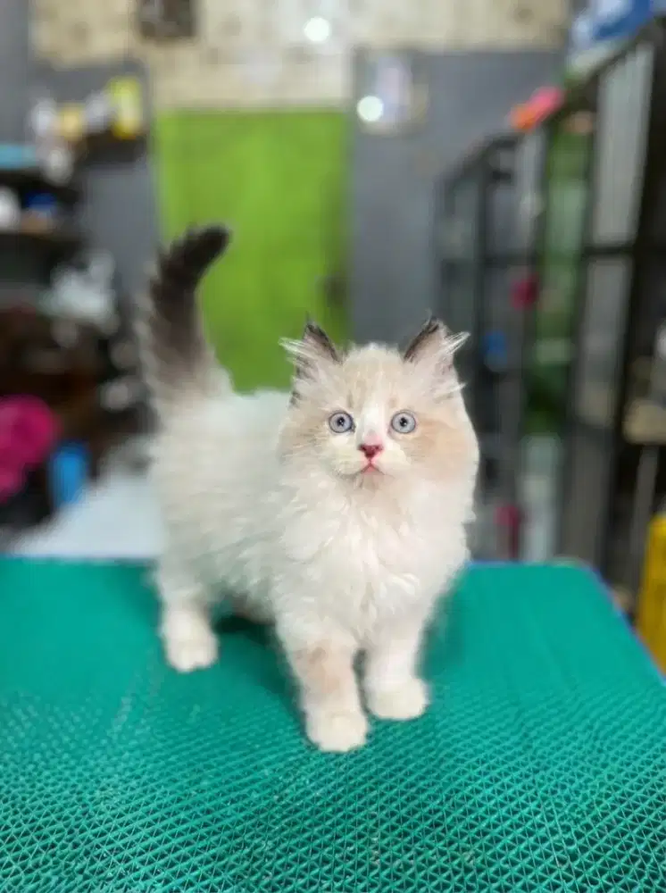 Kitten ragdoll simetris