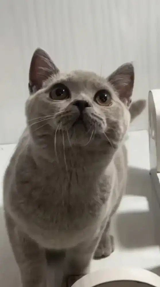 Lepas Adopt Kucing British