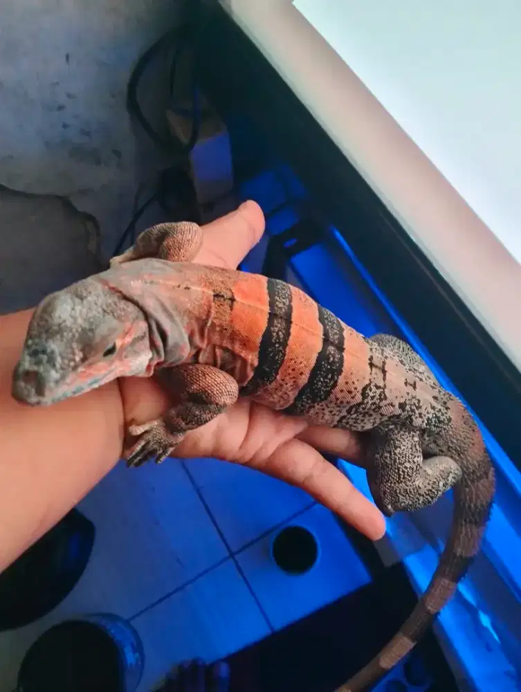 Iguana similis betina
