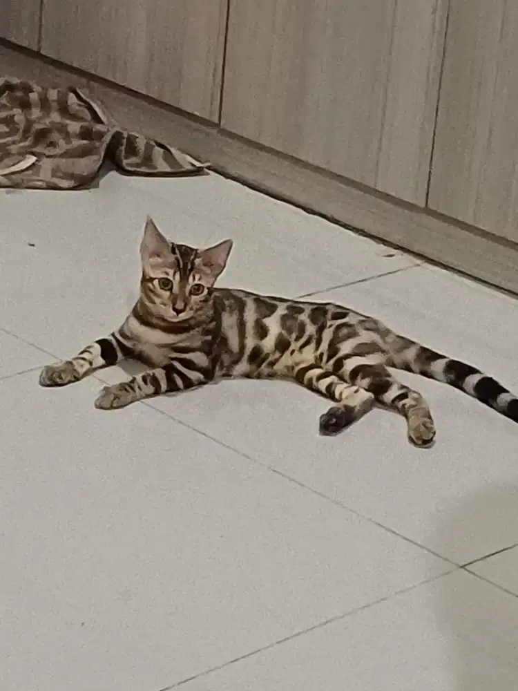 Kucing Ras Jantan Kitten