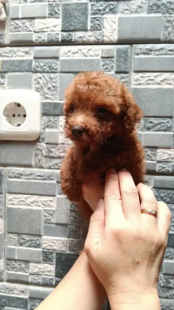 Red Toy Poodle Premium