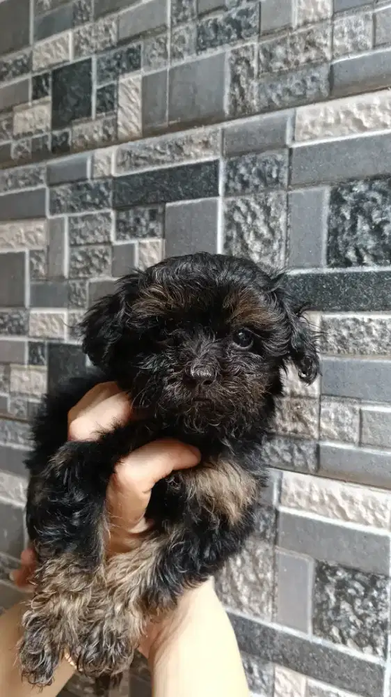 Toy Poodle Phantom
