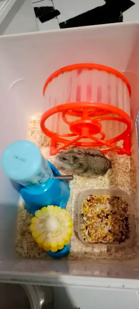 Hamster Campbell