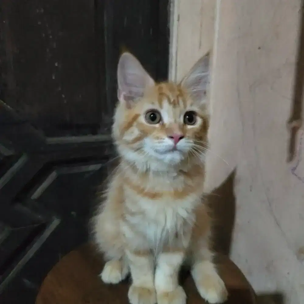 Kucing Persia Mix Maine coon
