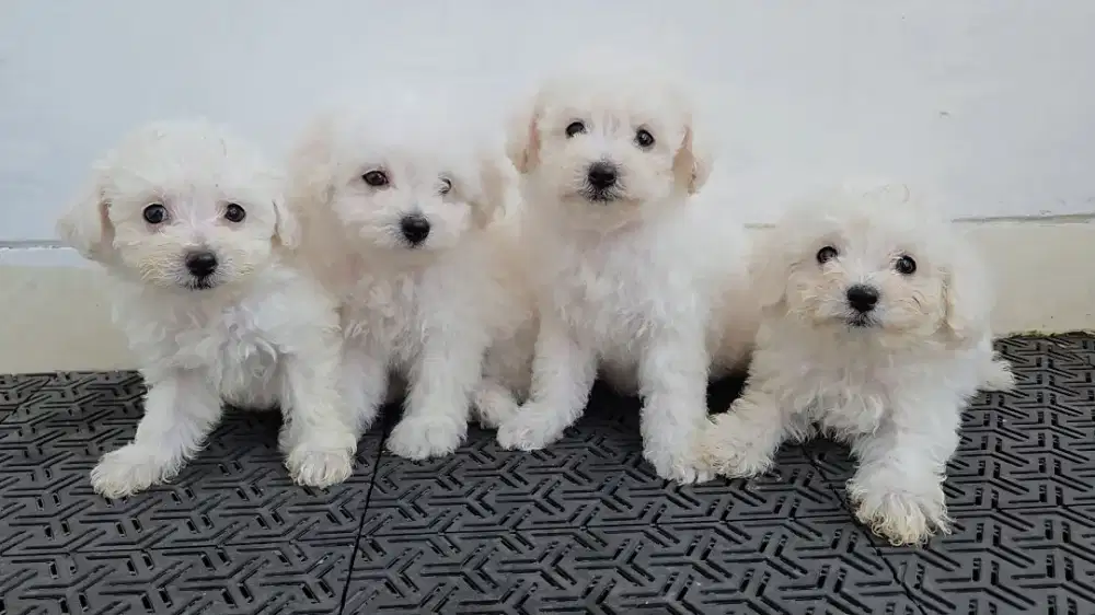 White toy poodle