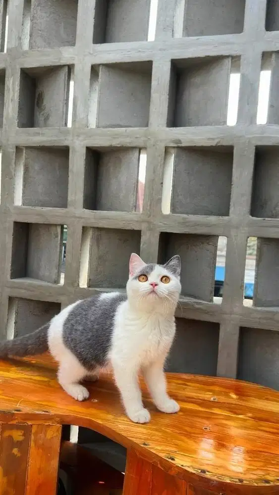 British shorthair line import