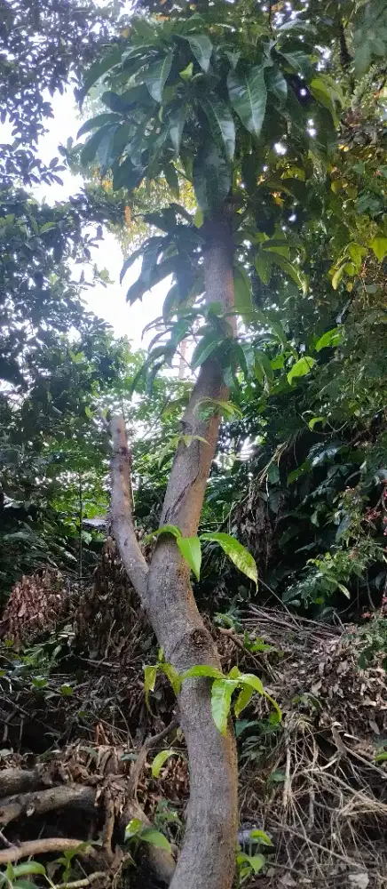 Jual bibit Bonggol mangga r2e2