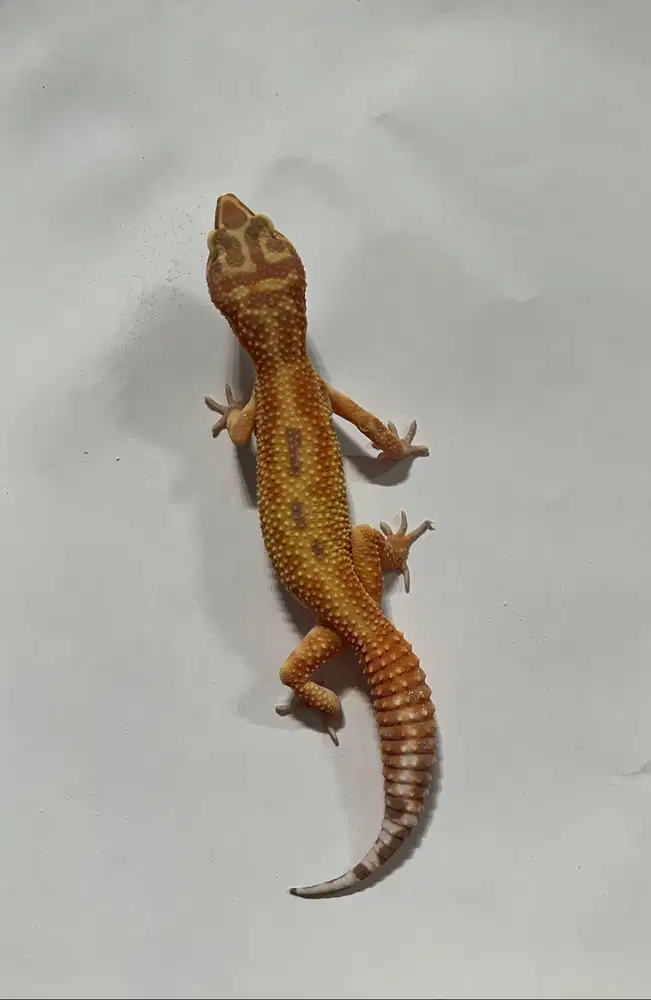 TREMPER EMERINE RS CAKEP UNIK
