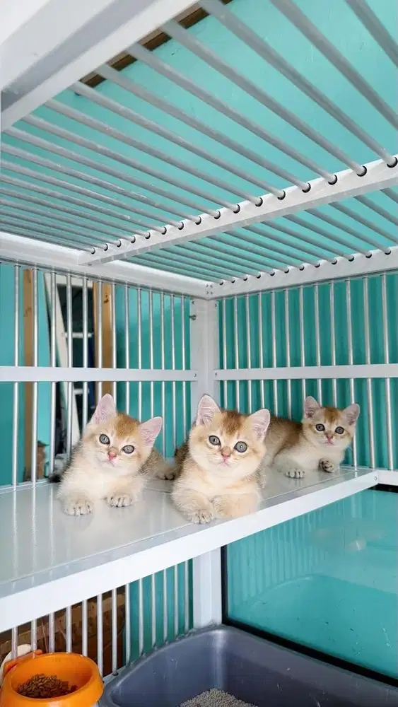 Kucing british shorthair golden kitten