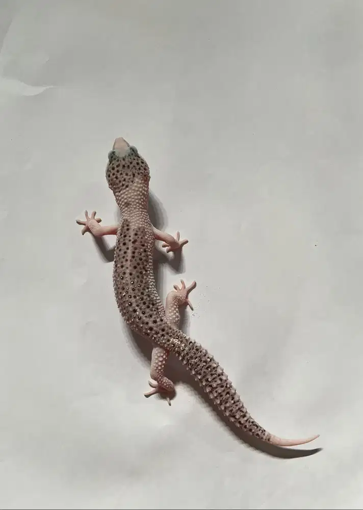 PIED CAKEP GECKO SENYUM