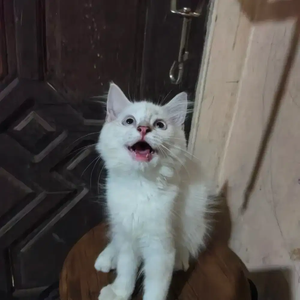 Kucing Persia Mix Maine Coon