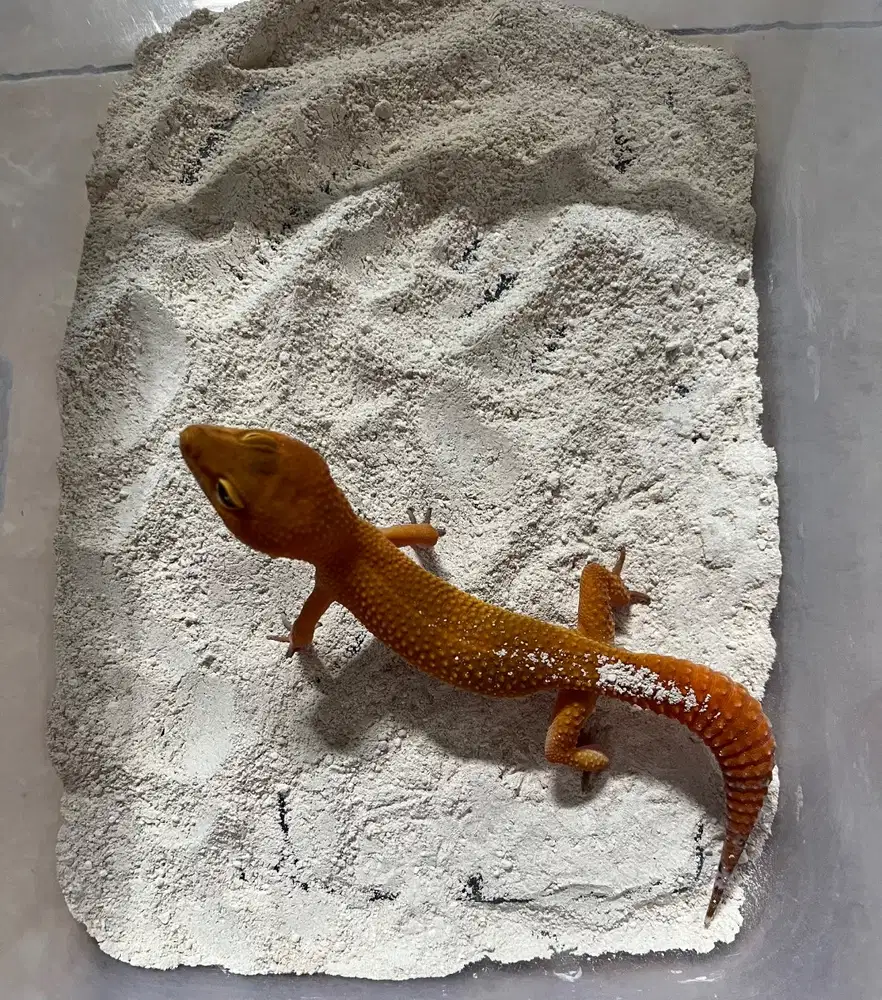 SHTCT OREN COSPLAY CHARIZARD CT PANJANG