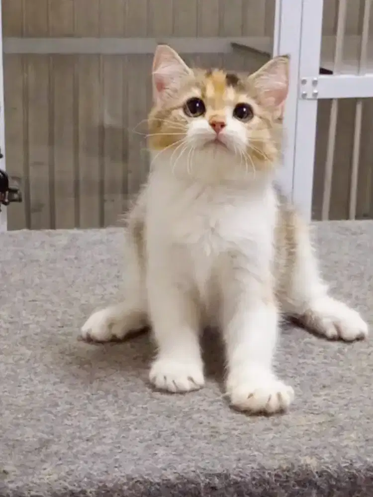 Kitten BSH mixbreed