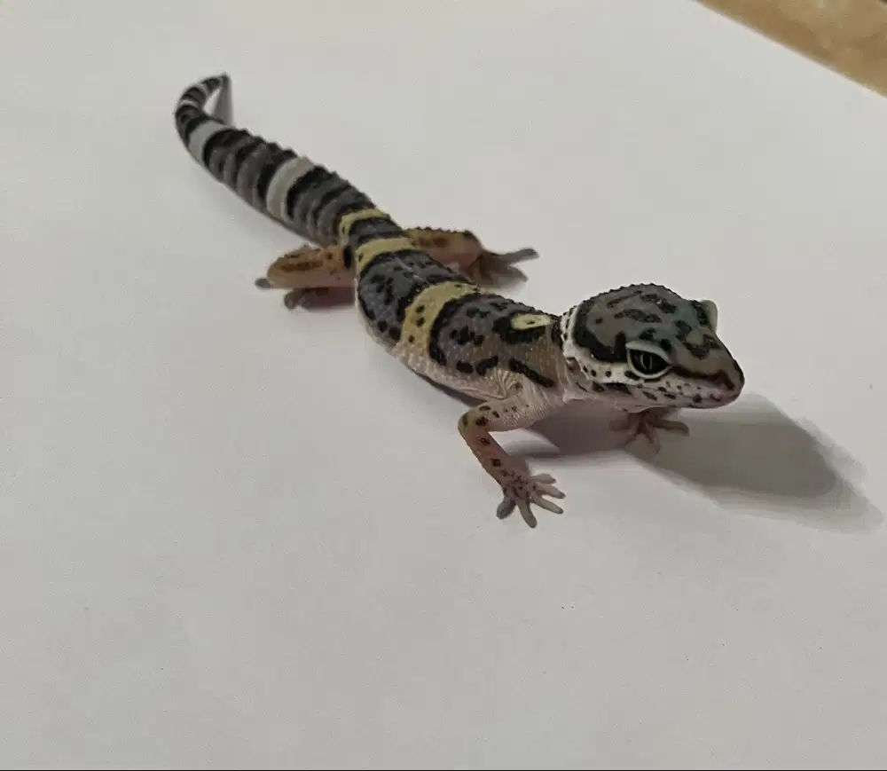 BLACK NIGHT RAPTOR