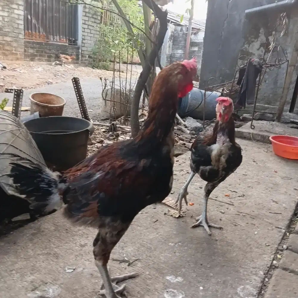 Ayam Pelung usia 4bulan