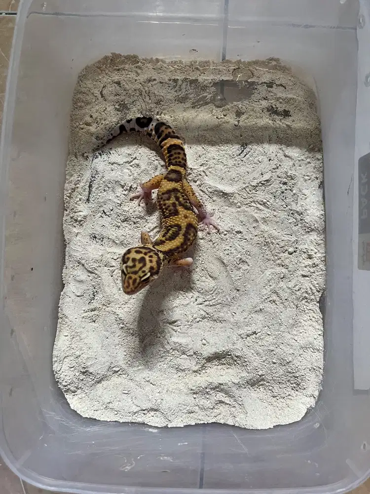 RAPTOR POSS WY CAKEP RUBY EYE
