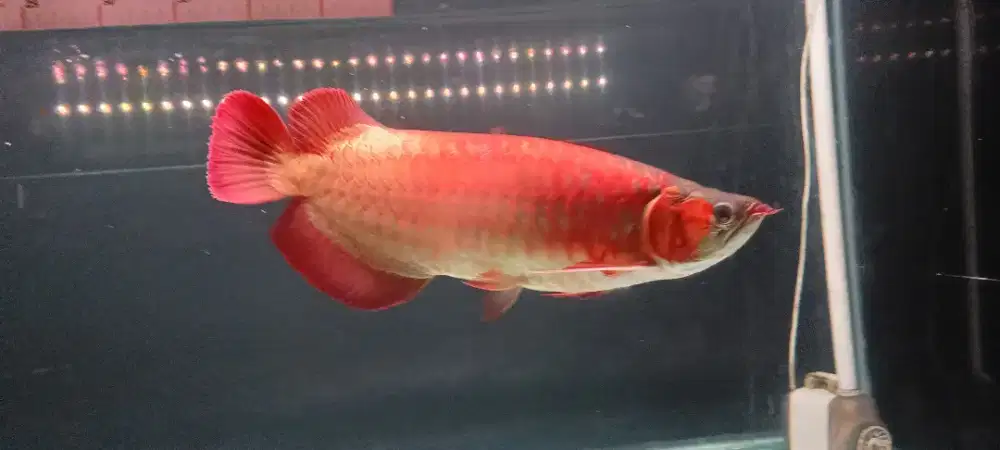 Arowana super red 47-48