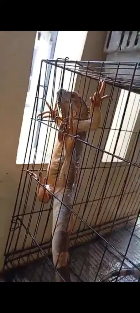 Iguana sepasang
