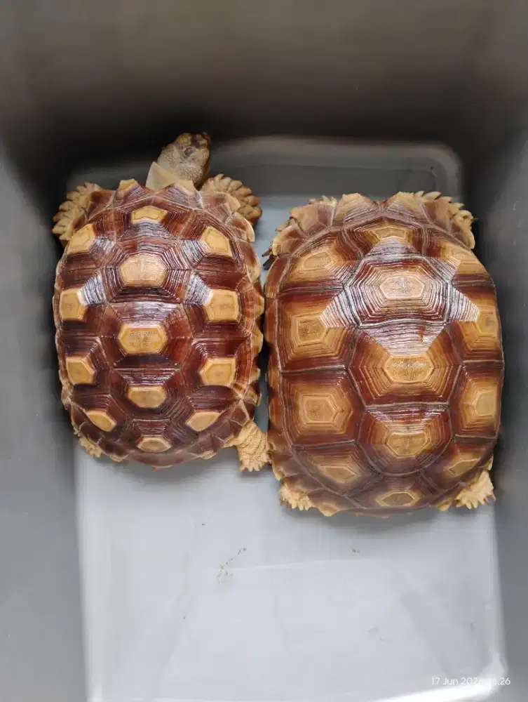 Dijual 2ekor Kura darat Sulcata 20 22cm. Sehat. Normal scute.