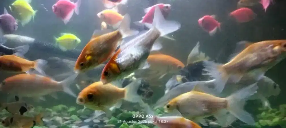 Jual ikan koi slayer