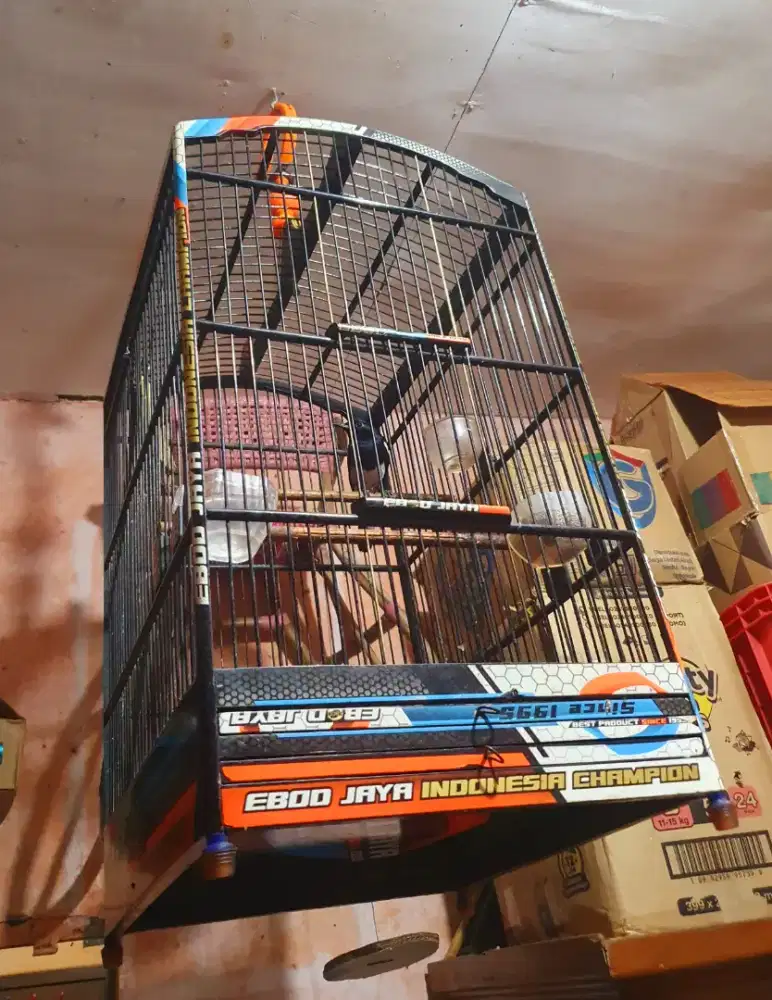 Terlaris Burung Kacer Gacor Isian Istimewa Bisa Kirim Se Indonesia