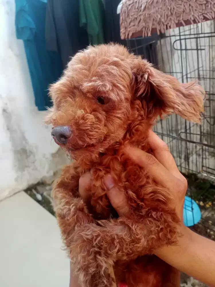 Open adopsi Toy poodle male 3,5 thn
