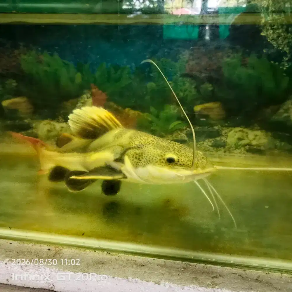 Redtail Catfish