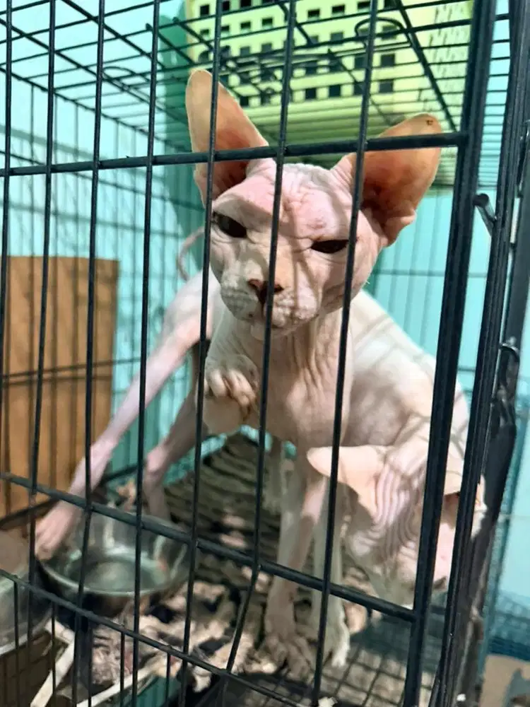 Kucing sphynx jantan betina spink spinx sphinx spink