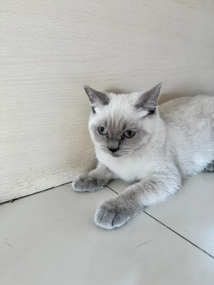 Open adopt BSH nonped