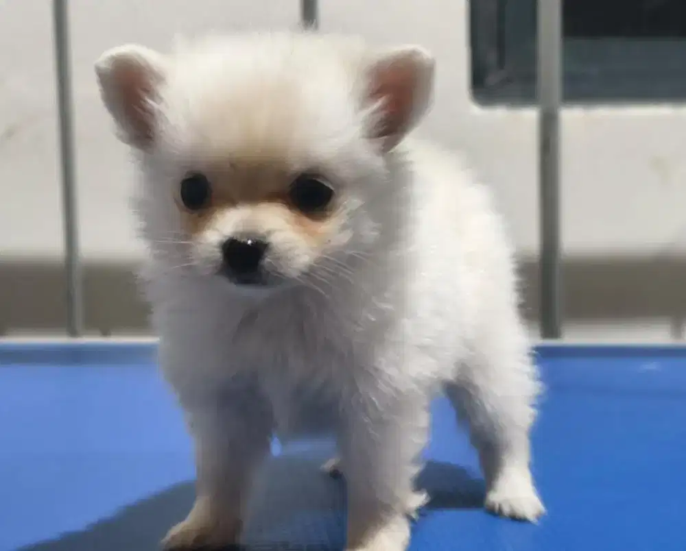 Open Adopt Mini Pom usia 2 bulan