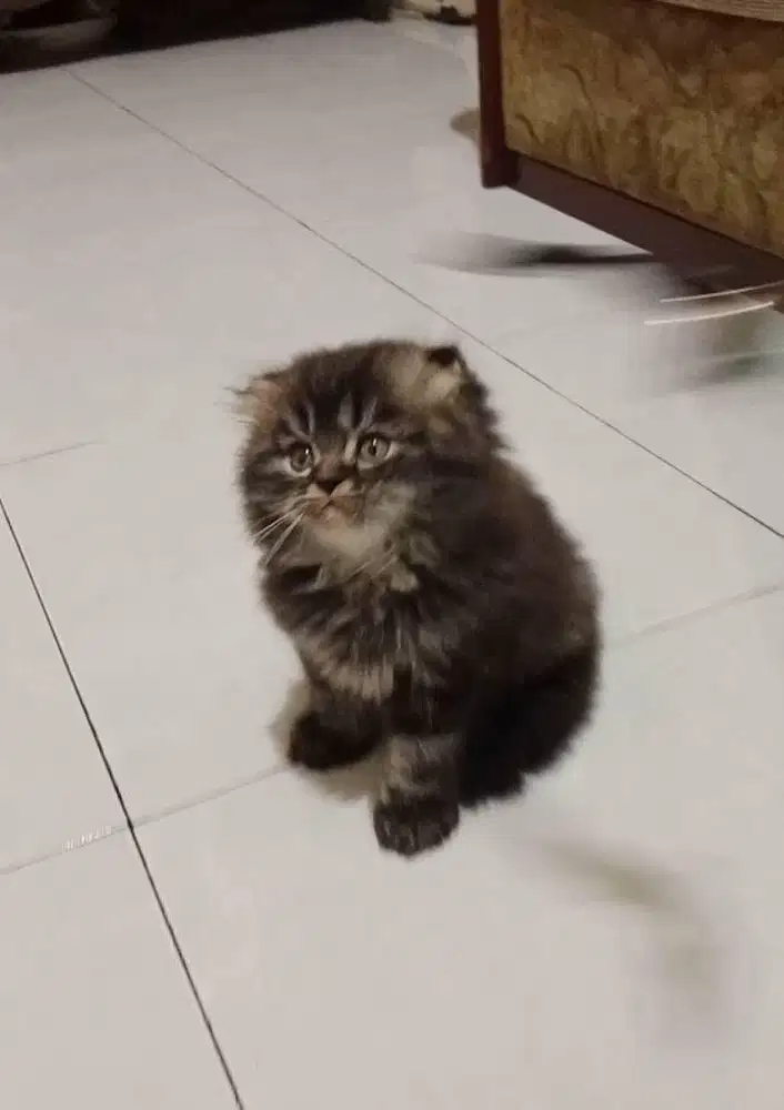 Kitten Scottish Fold